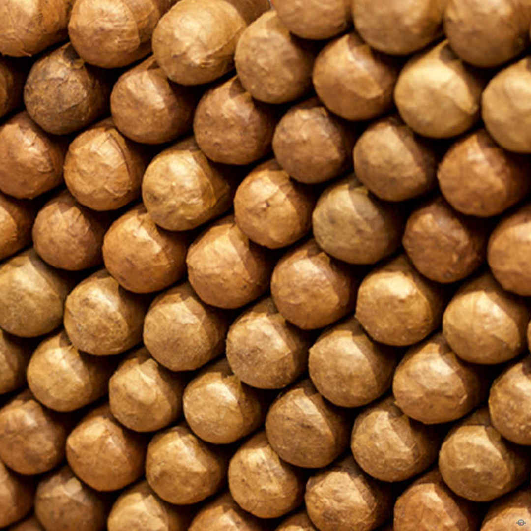 Cigar
