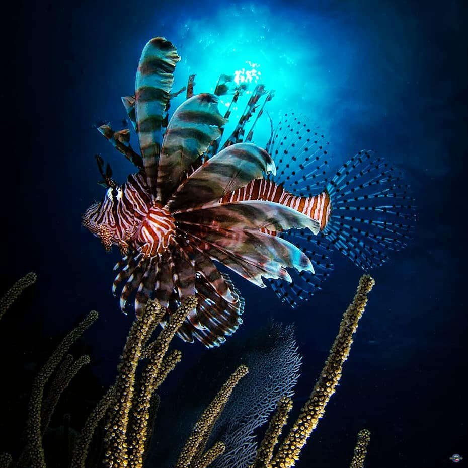 Diving-Bayahibe-311.jpg
