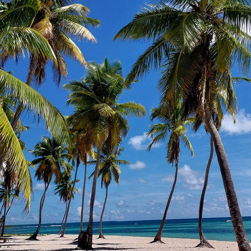Saona-12.jpg